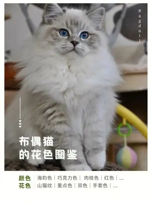 布偶猫的全花色图鉴