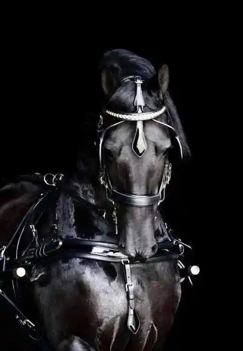 弗里斯兰马——来自于荷兰的骏马"黑珍珠"