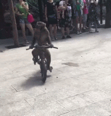 猴子汽车搞笑撞大树gif动图_动态图_表情包下载_soogif