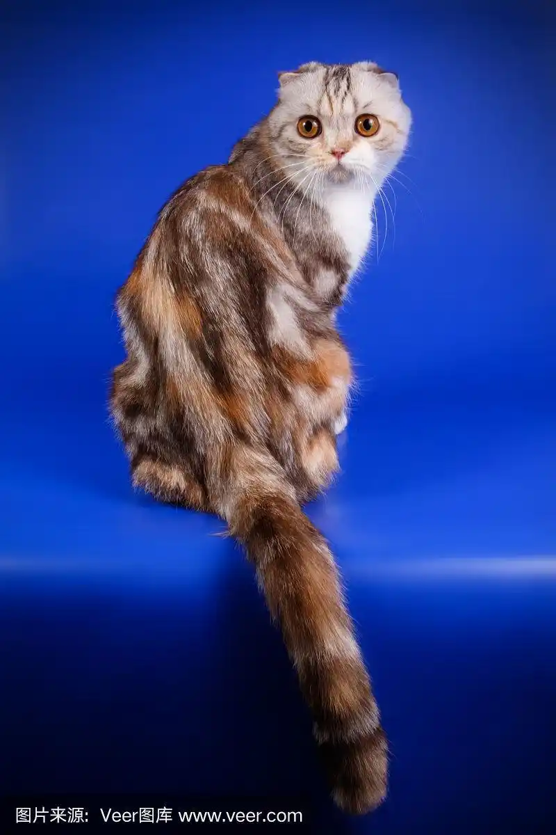 苏格兰折耳猫,短毛猫,彩色背景,可爱的,背景分离