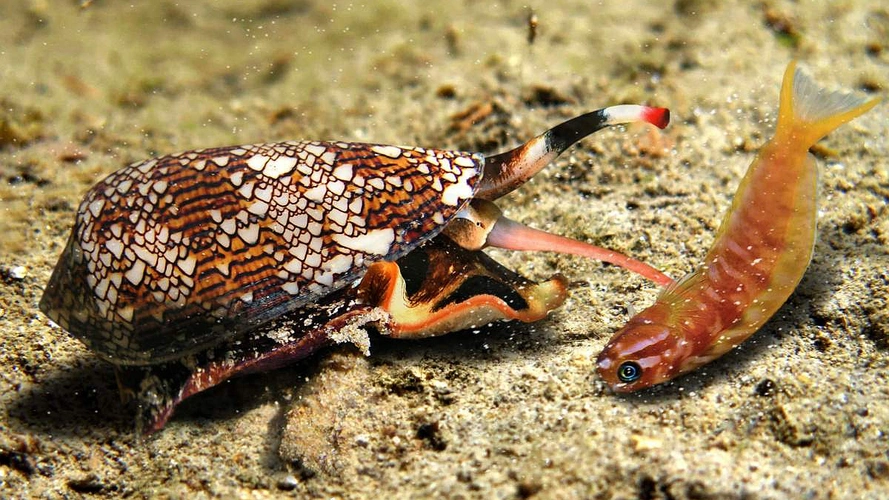 鸡心螺毒做成的止痛剂,比吗啡还-法兰西is培根