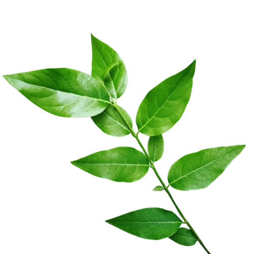 树叶树枝图片大全_树叶树枝图片素材【png免费下载】-90设计网