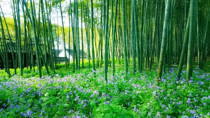 【摄影达人·x9plus】绿竹猗猗