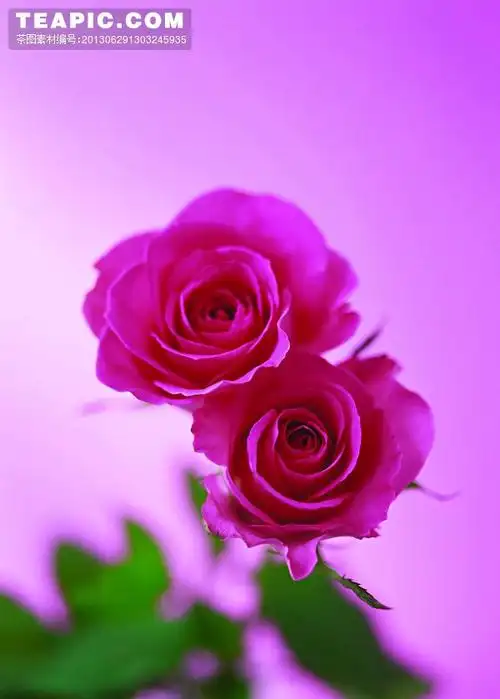 [两朵漂亮的粉色玫瑰花]