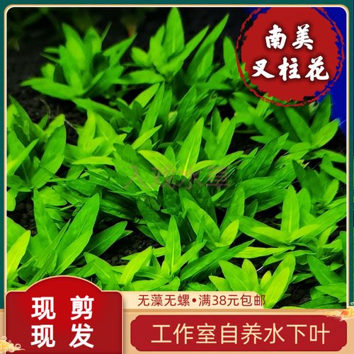 南美叉柱花水下叶中前景造景荷兰式草缸无需转水新手懒人淡水水草