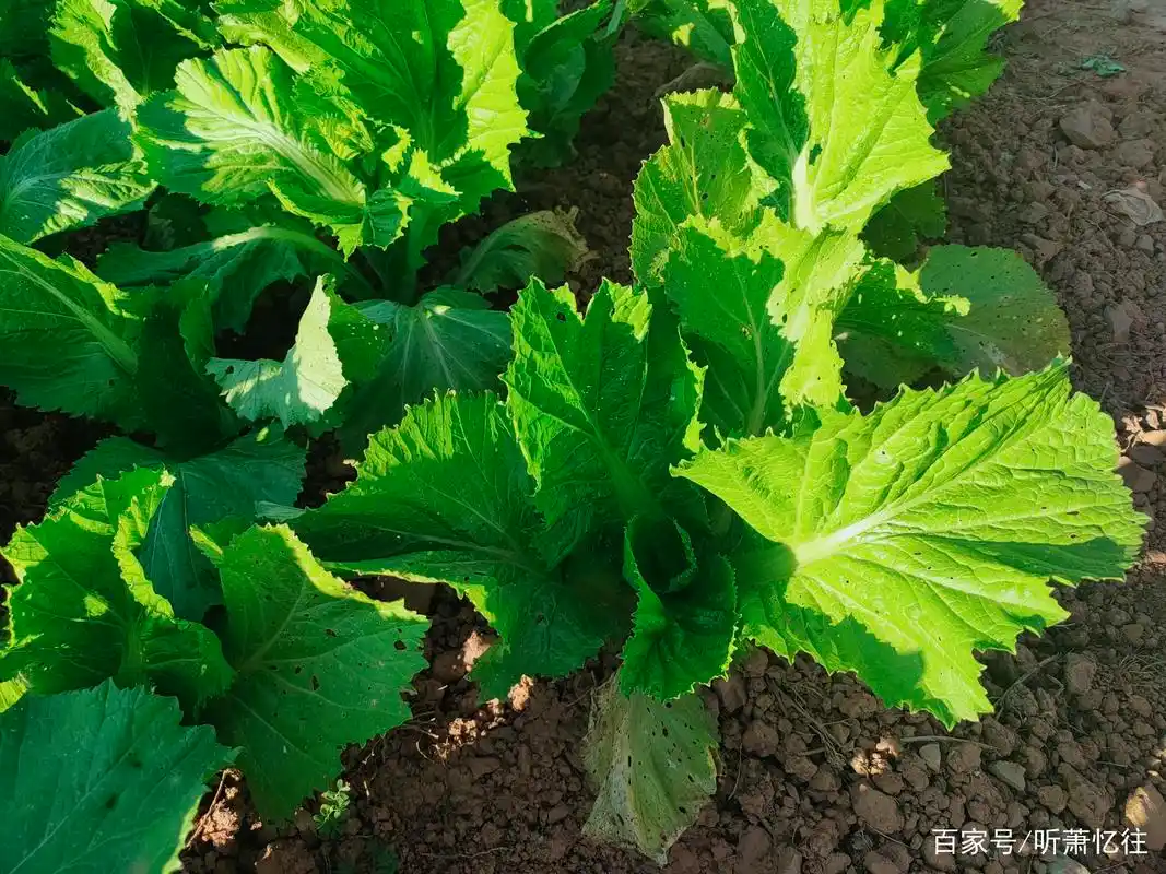 分享一组青菜图片