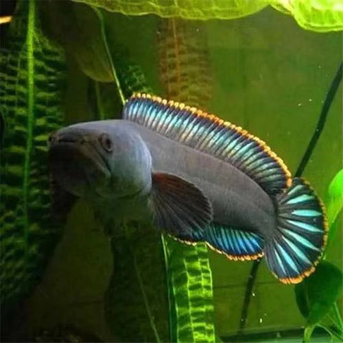 彩虹雷龙七星鱼苗观赏鱼阿萨姆奶茶观赏小鱼彩虹七彩雷龙雷龙鱼