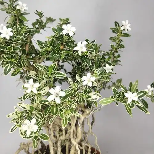 【妍妍】提根金边六月雪盆景老庄红白花悬崖四季常青绿植室内盆栽