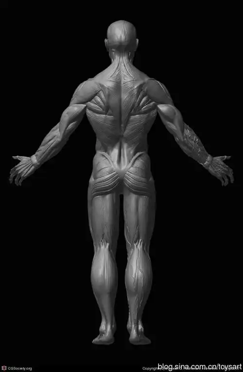 人体肌肉解剖02