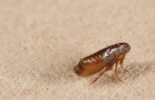 猫咪驱虫怎么做你的驱虫方法正确吗给猫咪铲屎官的驱虫攻略