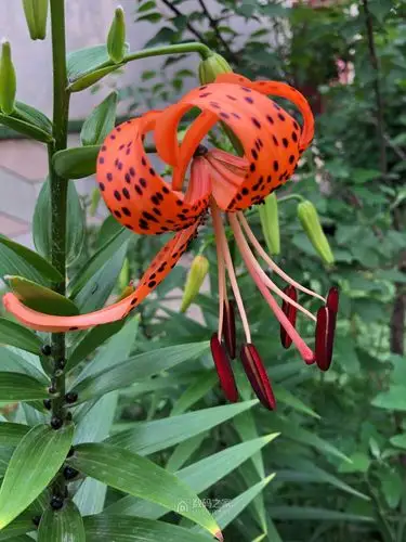 卷丹百合花已开