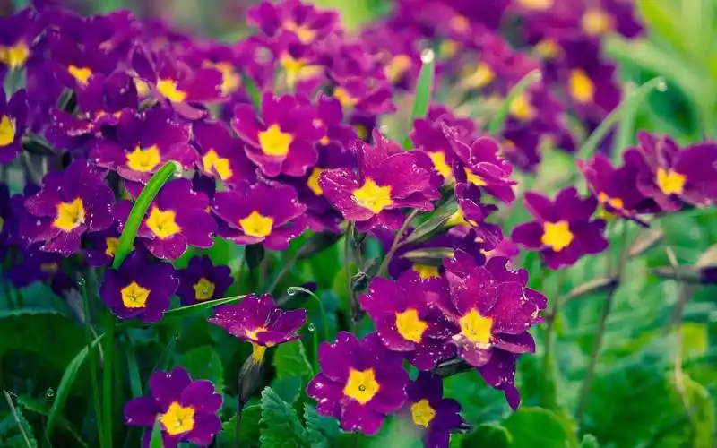 花图片大全鲜花(花图片大全鲜花唯美竖屏)