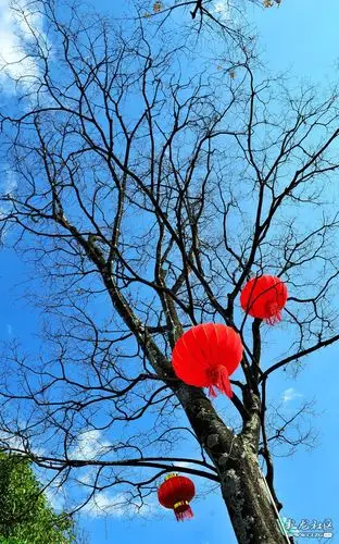 大红灯笼树上挂