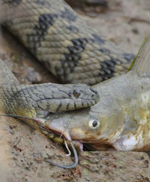 蟒蛇捕获巨大鲶鱼欲活吞,但张开血盆大口后,竟然