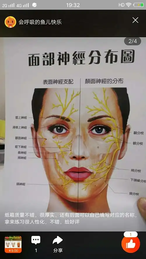 面部肌肉血管神经