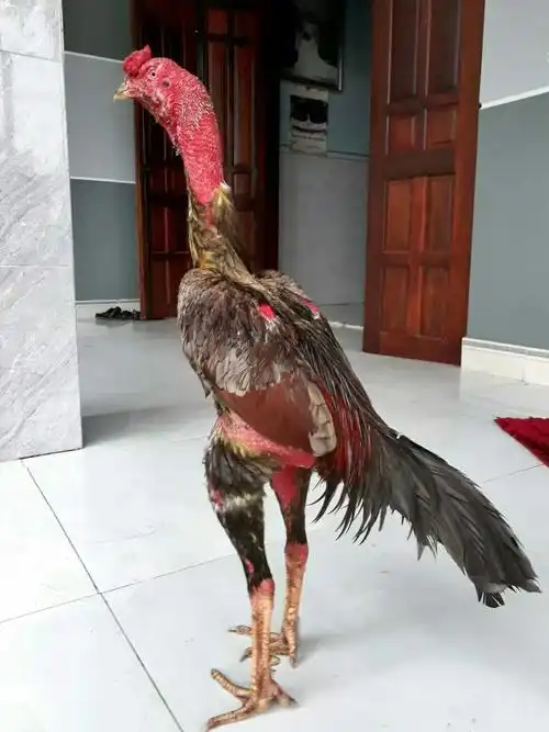 越南鬼子斗鸡苗泰国斗鸡苗中原斗鸡苗