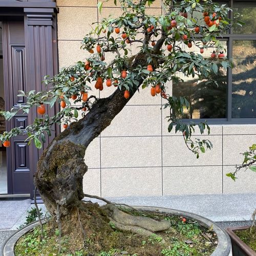 【原盆原土包邮】老桩精品怪桩金弹子