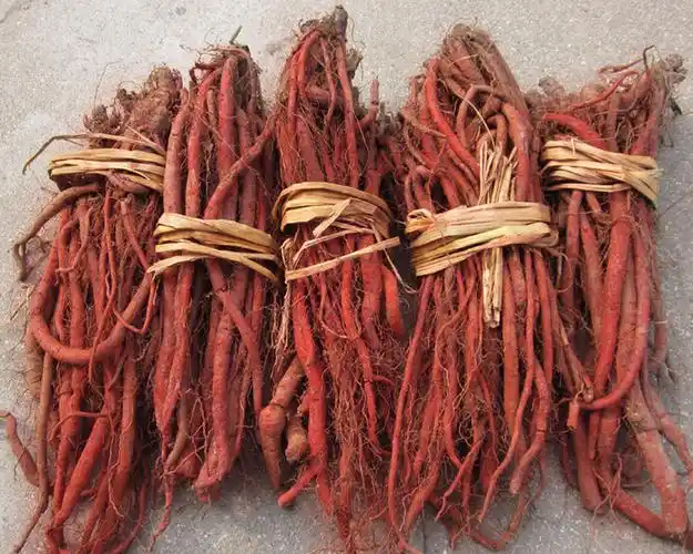 丹参的保健食谱丹参做法大全