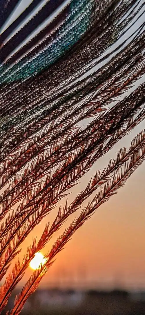 多彩壁纸629期|唯美羽毛图片手机壁纸 高清壁纸无水印