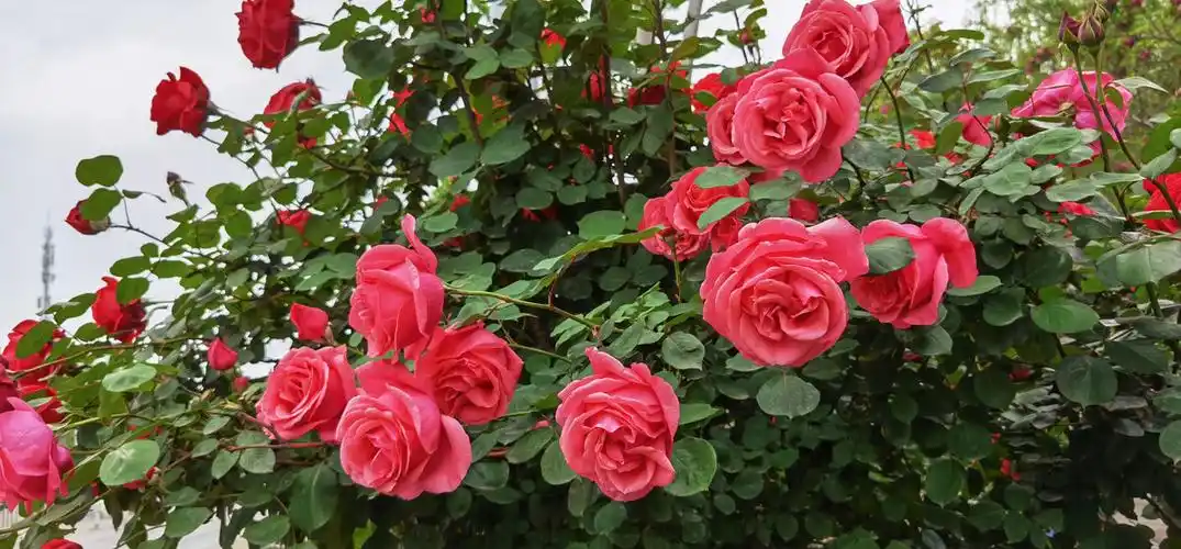 月季花月季飘香风送爽山花烂漫水流长春来万物生机旺雪化冰消现瑞祥