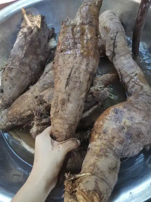 野生葛根长得很奇形怪状