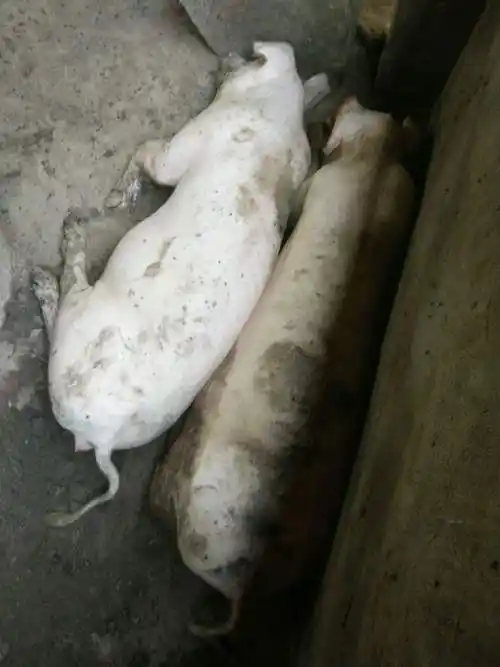 夏季即将来临,猪群出现红身和白身,养殖戸需注意附红细胞体病_最新