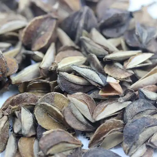 杜鹃的花期是什么时候杜鹃种子哪里有卖