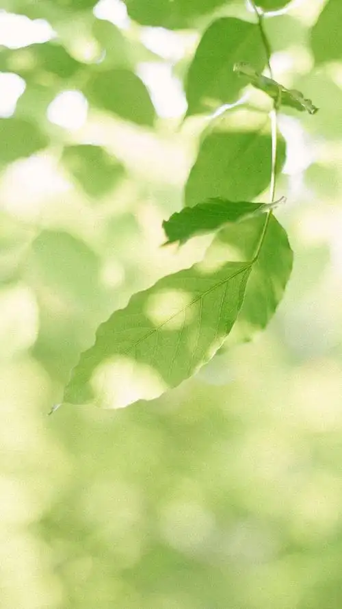 小清新植物护眼高清手机壁纸