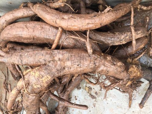 现挖野生新鲜葛根条 柴葛粉葛非农家种植正品现拍现挖一件5斤