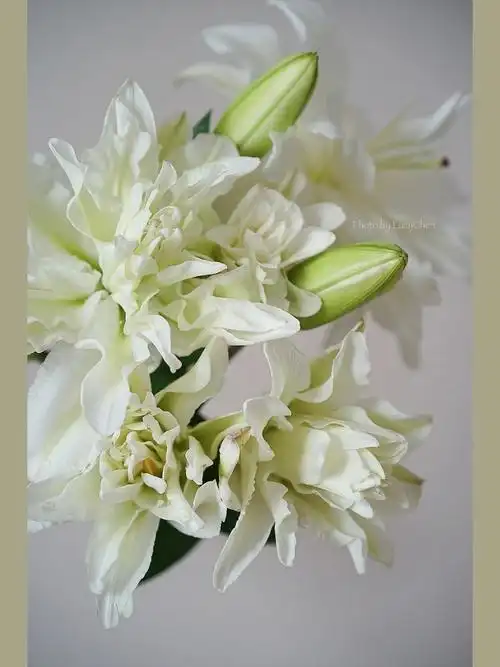 重瓣百合滑雪板