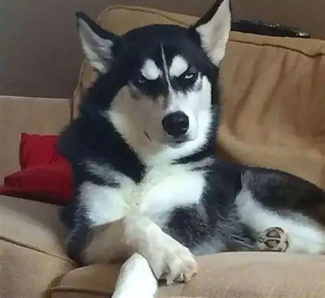 哈士奇图片搞笑表情包抖音哈士奇狗头表情包2022已更新今日热点