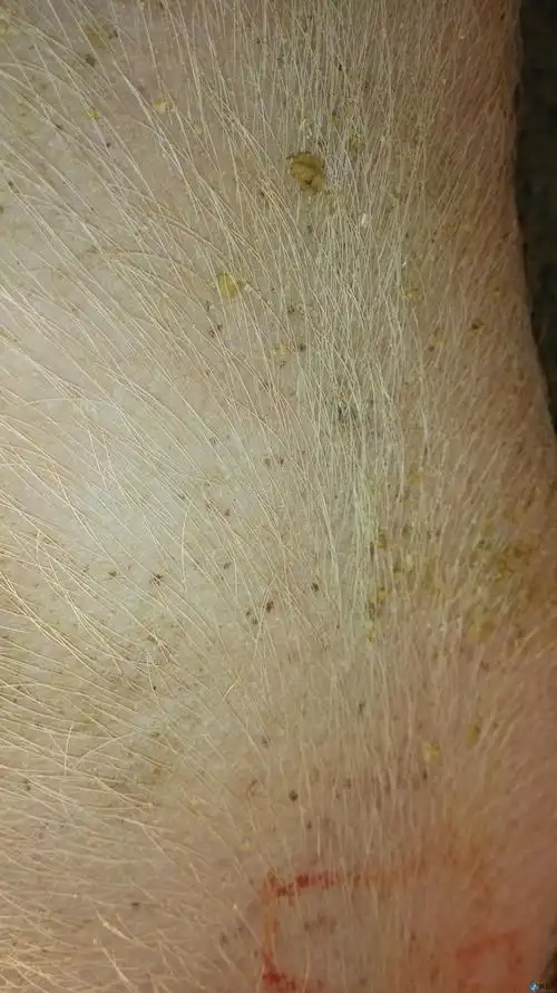 猪病用药情况猪背上长红点食欲不振