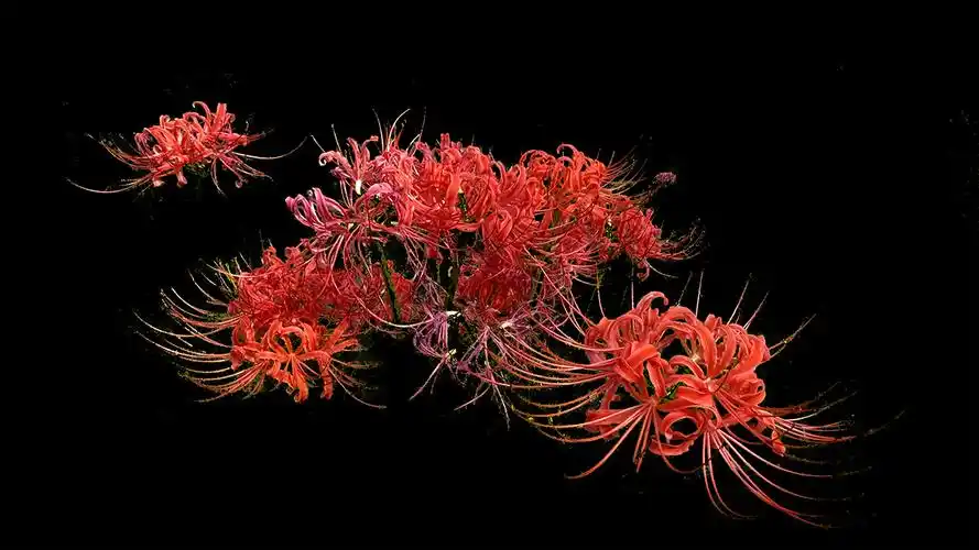 石蒜花中秋开 吴王山等你来