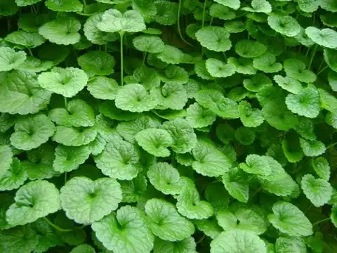 中草药金钱草气雾栽培表现芽苗菜,豆芽菜,无根豆芽,无公害蔬菜,绿色蔬