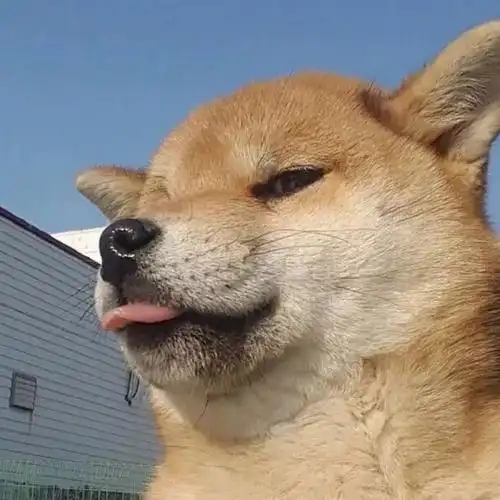 qq头像沙雕可爱