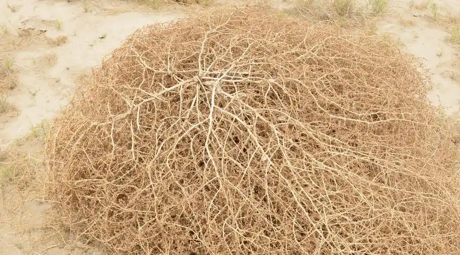 塔里木盆地中的风滚草更形象的名字叫什么