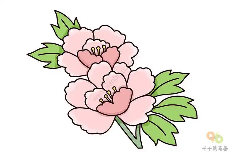 简笔画牡丹带色 简笔画图片大全-蒲城教育文学网