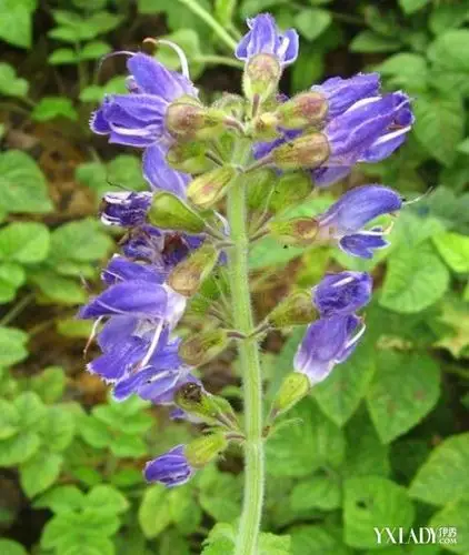 【图】丹参的功效与作用 丹参的食用方法