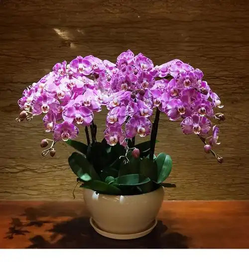 商品详情是否带花苞/花箭:是难易程度:非常容易植物品种:蝴蝶兰开花