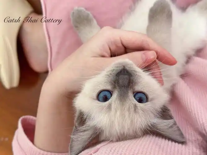 catsh暹罗猫冬天的暖手宝小心肝小奶暹