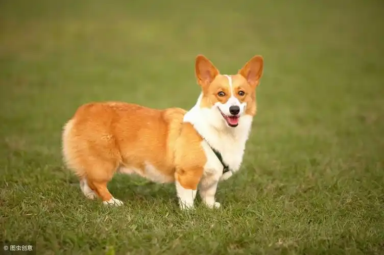 小柯基有没有尾巴(柯基犬是生下来就没有尾巴的吗) - 65路由网