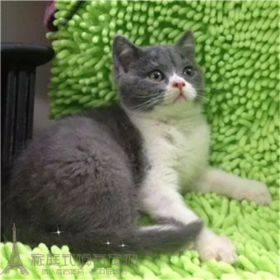 纯种猫英短蓝白活体幼猫八字脸英国短毛猫双色英短小猫宠物猫p
