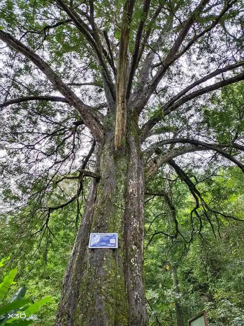 千年古树红豆杉