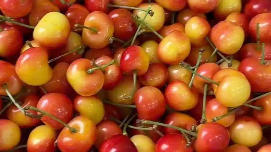 高甜度美国红大樱桃