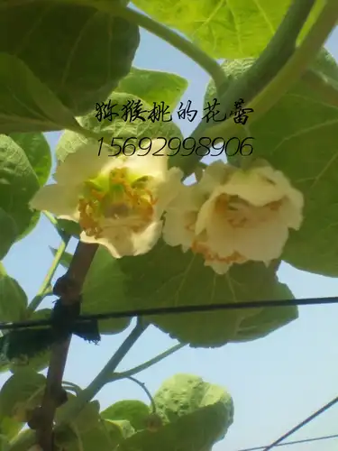 如何区分猕猴桃公树和母树