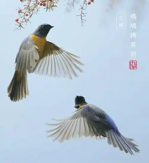 布谷布谷,鸣声响亮,二声一度,家燕归巢,斑鸠轻盈飘渺,二候鸣鸠拂其羽