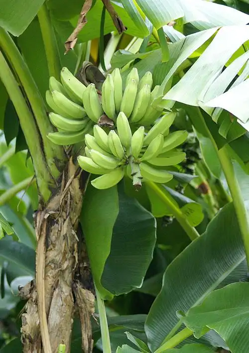 风光摄影-35 又到芭蕉结果时>