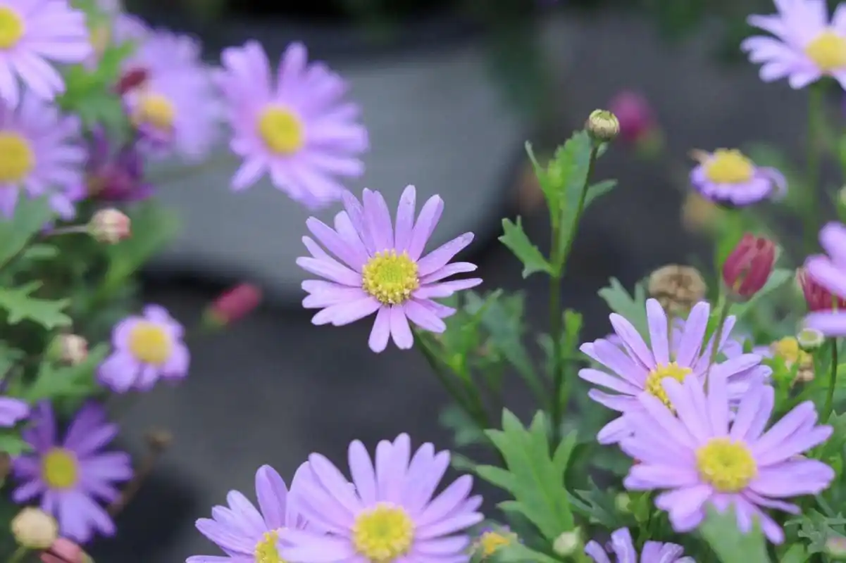 春天是姬小菊的颜色～ 听名字就能感受到清新脱俗,可爱气息的菊科植物