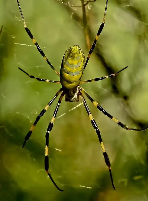 彩色毒蜘蛛