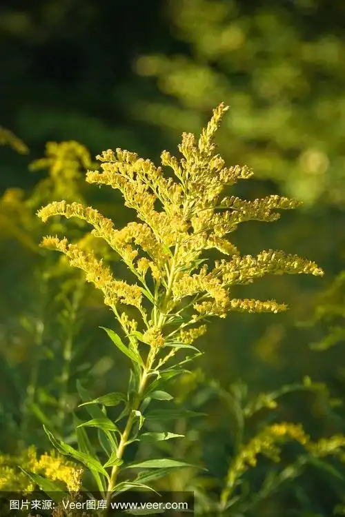 秋麒麟草属植物